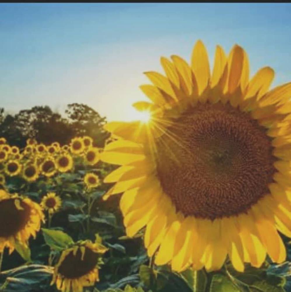 Meet your Posher, Carrie